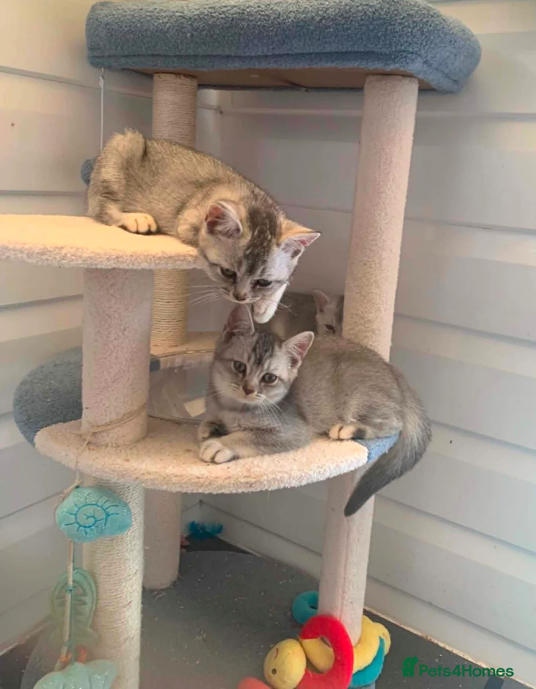British Shorthair cats for sale: BSH Stunning rare Shaded - Advert 1