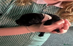 Cocker Spaniel dogs for sale: Beautiful Cocker Spaniel Puppies - Image 25