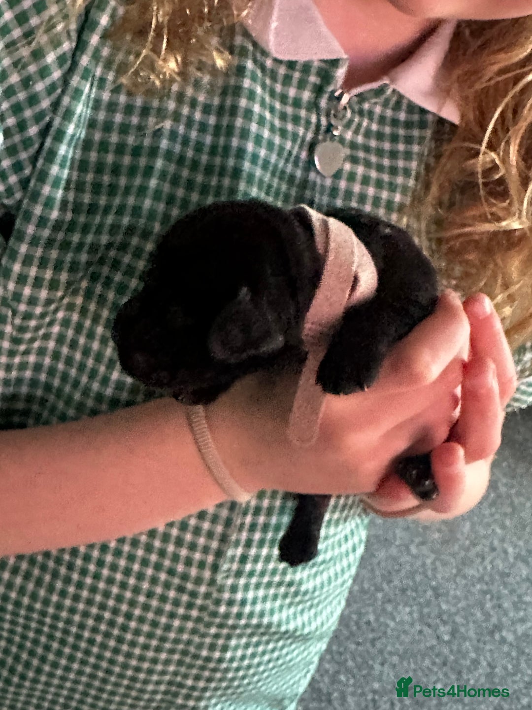 Cocker Spaniel dogs for sale: Beautiful Cocker Spaniel Puppies - Image 25