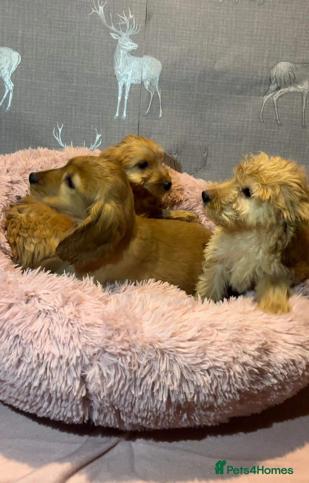 Cockapoo dogs for sale: Cockapoo puppies for sale  - Advert 13