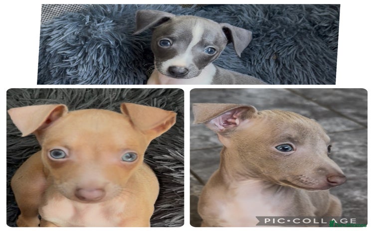 Italian Greyhound dogs - Advert 6