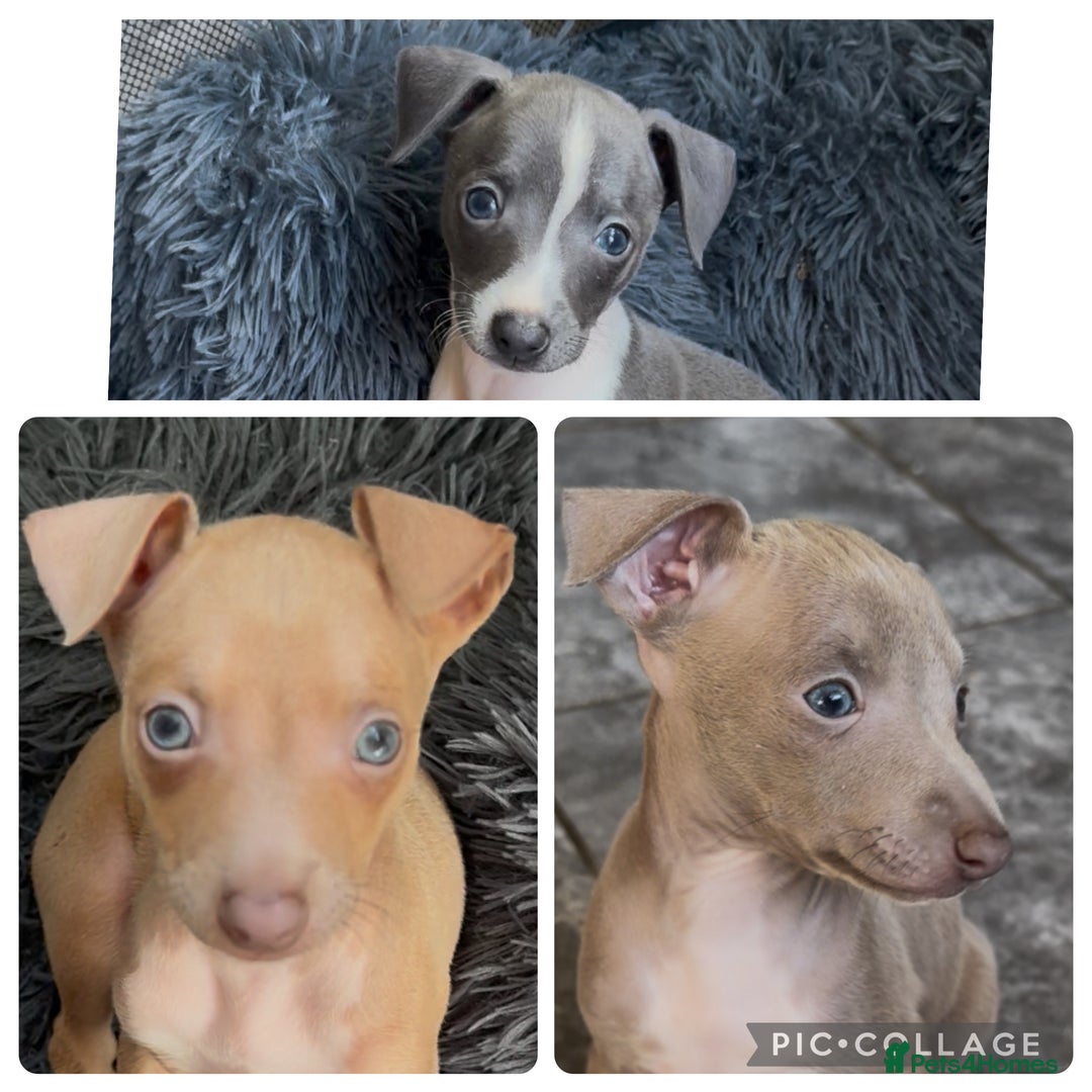 Italian Greyhound dogs for sale: KC Italian Greyhounds - 1 girl and 1 boy available - Image 11