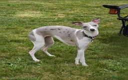 Whippet dogs for sale: Beautiful whippet with a hint of merle! - Image 4