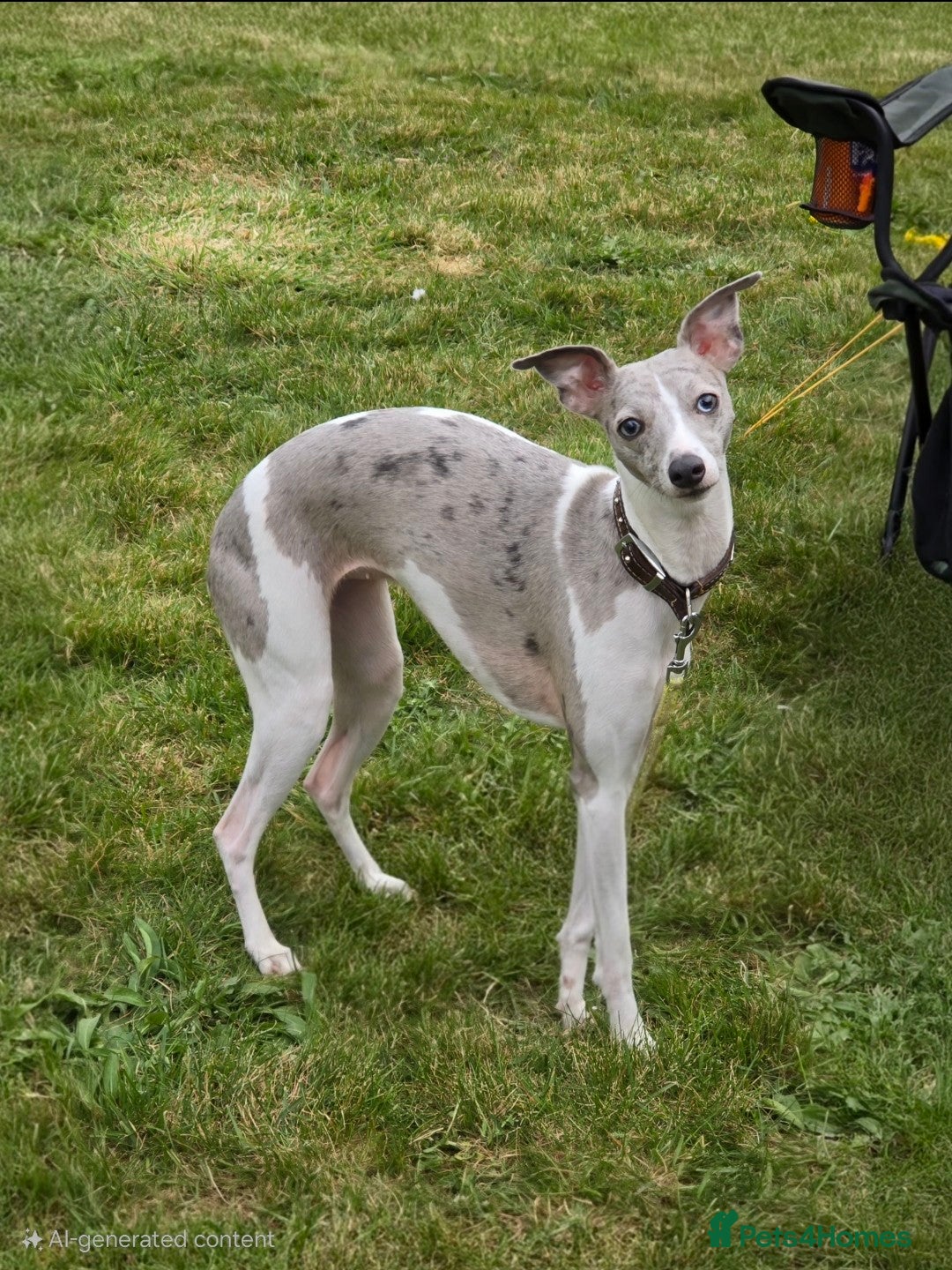 Whippet dogs for sale: Beautiful whippet with a hint of merle! - Image 4
