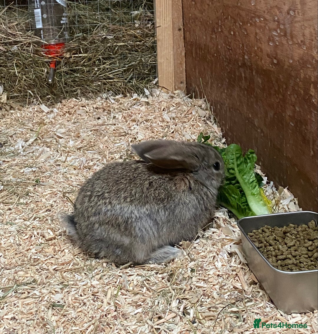 Dutch rabbits for sale: Bunnies for sale - Image 8
