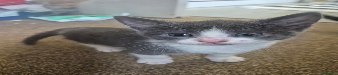 Ragdoll Kitten 3