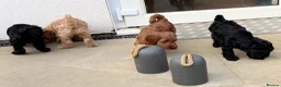 Cockapoo dogs for sale: Stunning Cockapoo Puppies — Homes for Life Only in Banbury - Advert 27