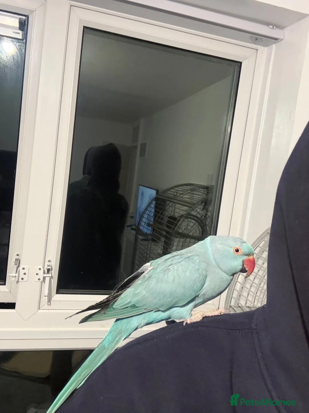 Ringnecks birds for sale: sky blue indian ringneck in Birmingham - Advert 2