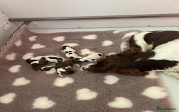 English Springer Spaniel dogs for sale: KC Reg English Springer Spaniel Puppies - Image 5