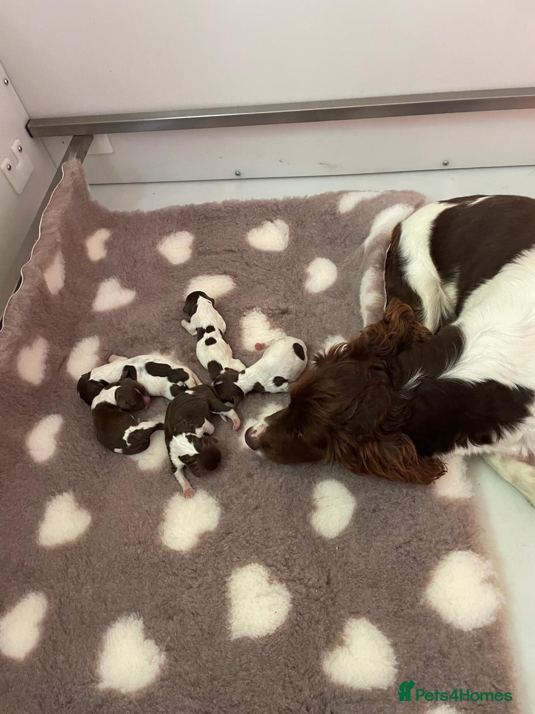 English Springer Spaniel dogs for sale: KC Reg English Springer Spaniel Puppies - Image 5
