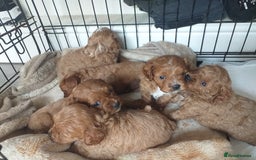 Cavapoo dogs for sale: F1 cavapoo puppies  - Image 6