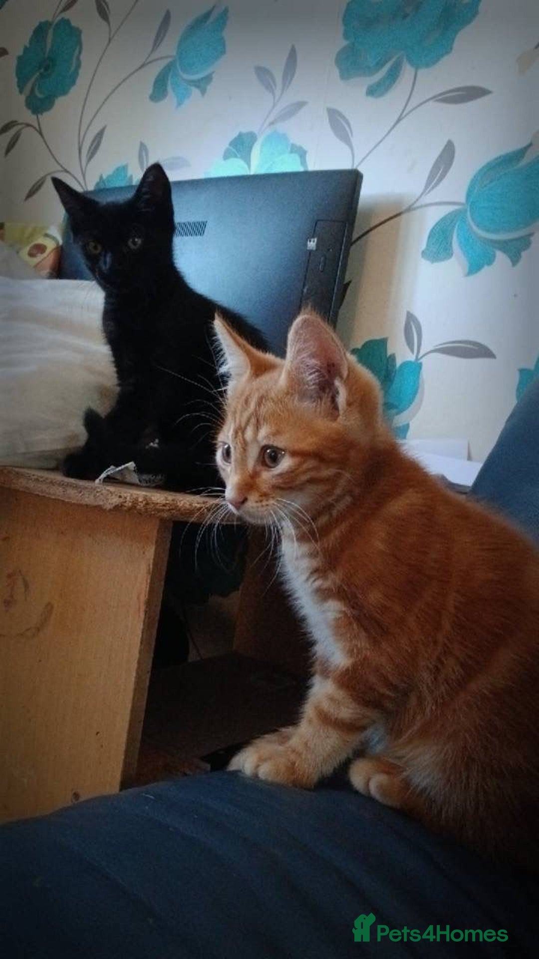 Mixed Breed cats for sale: 4 stunning kittens looking for their forever home. - Image 24