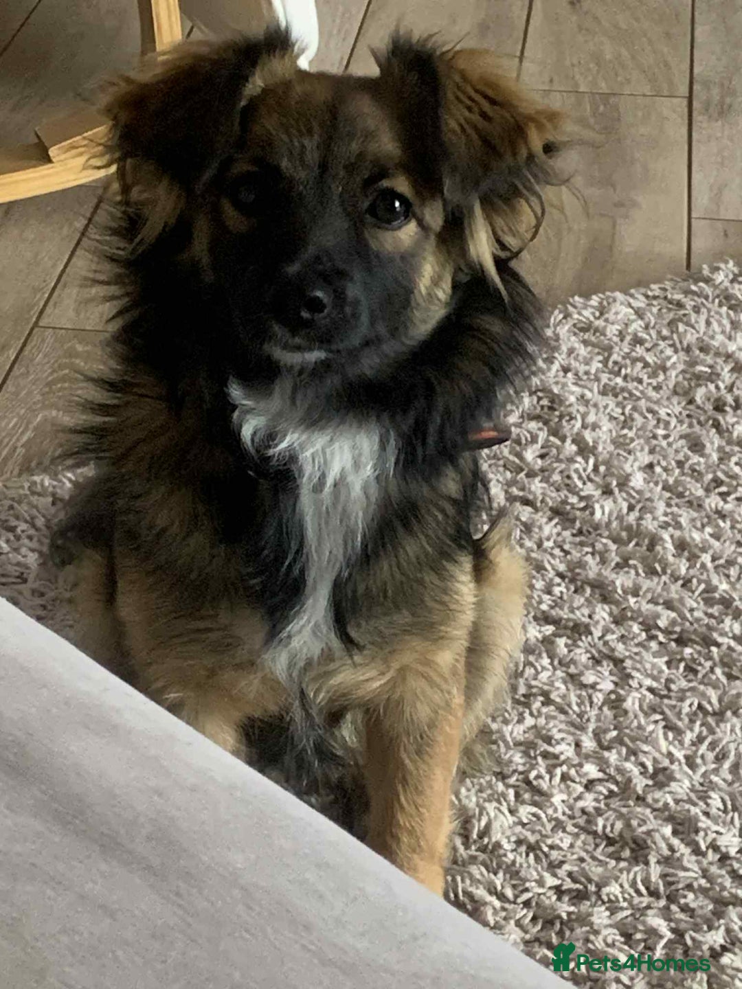 Mixed Breed dogs for adoption: 💖🐶 JENNY 🐶💖 - Image 4