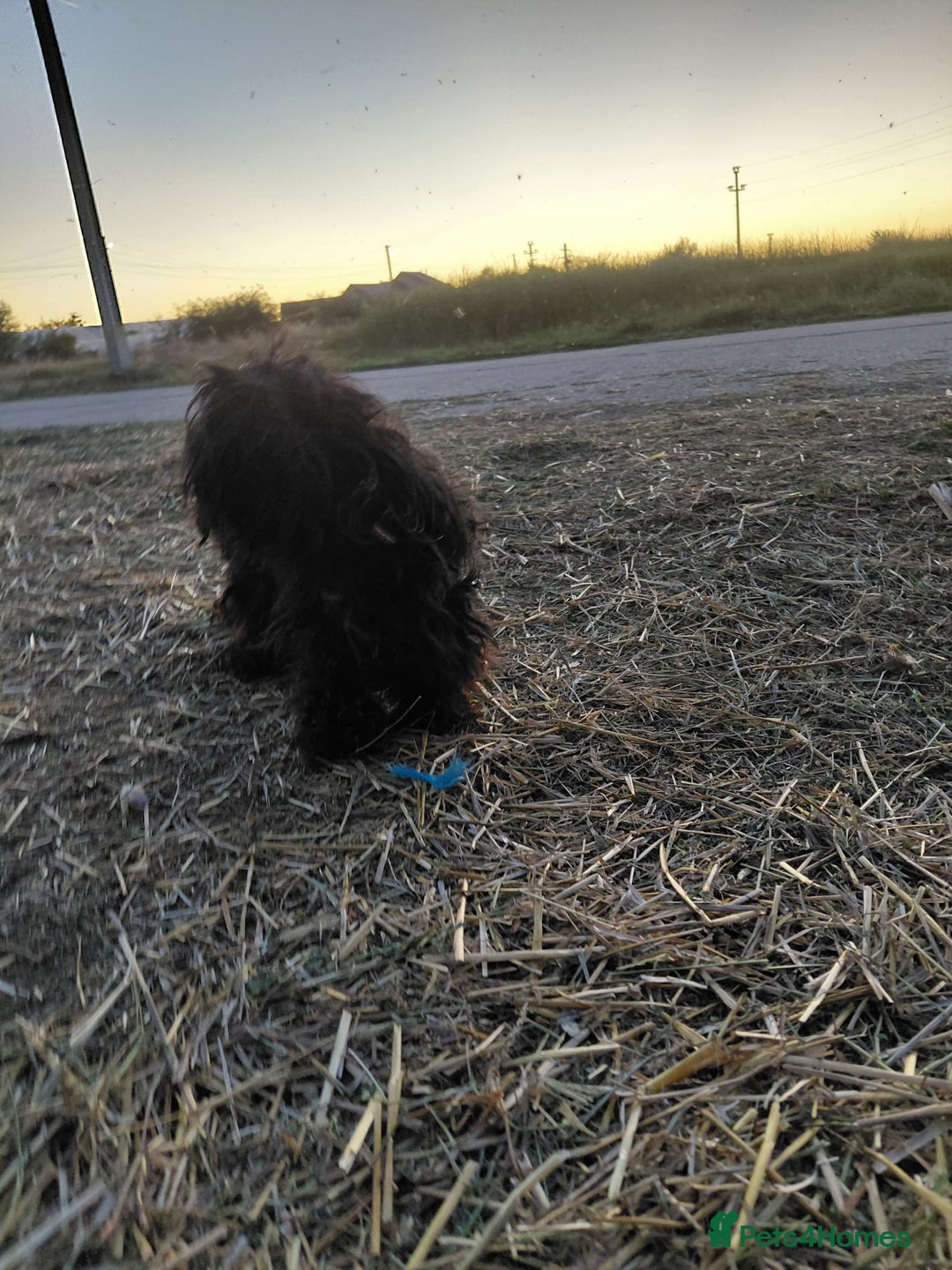 Mixed Breed dogs for adoption: 💛 BRINDY - A Sweet Little Black Velvet Girl 💛🐾 - Advert 14