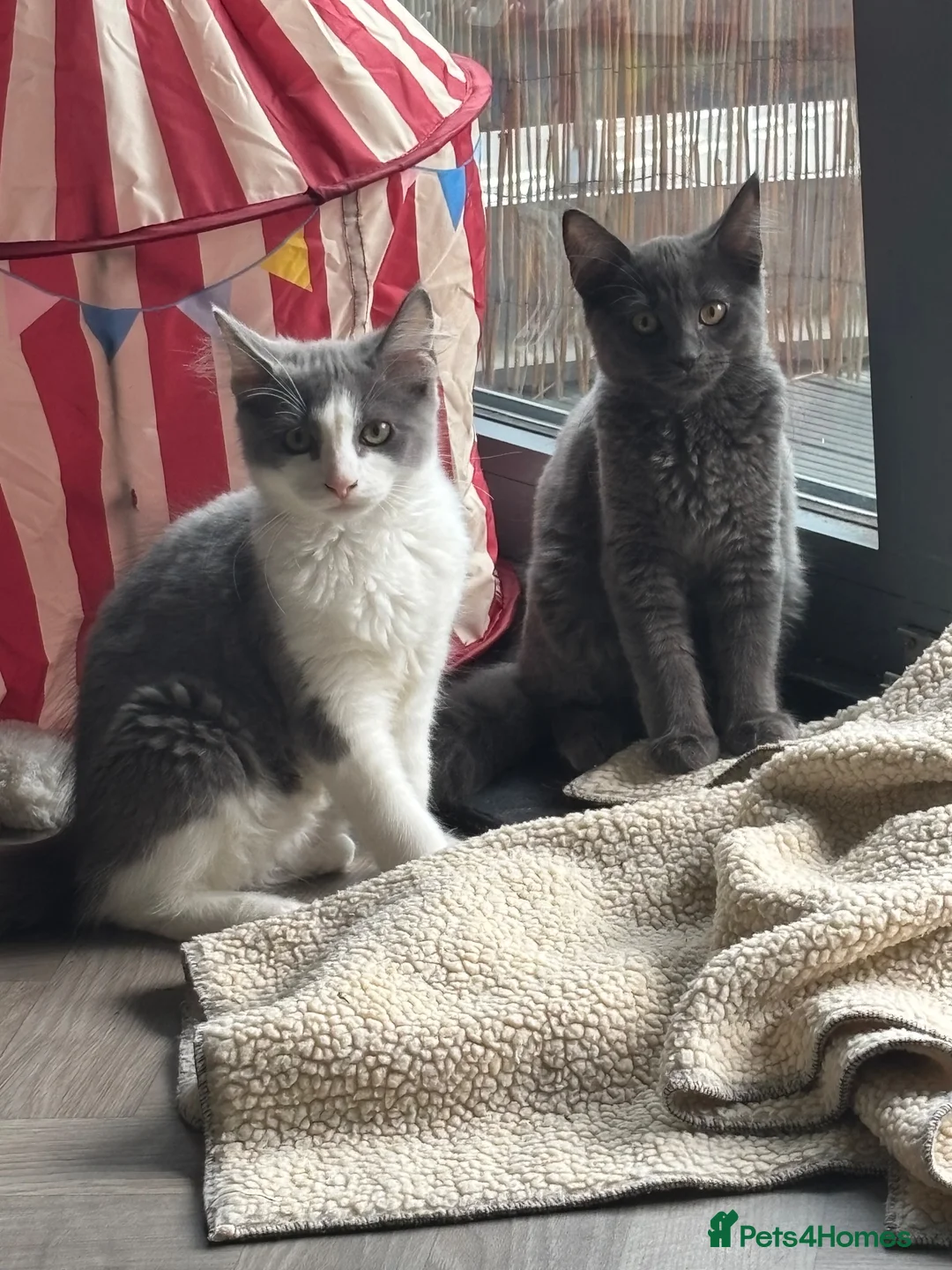 Mixed Breed cats for sale: Brother and sister kitten for sale  in Portsmouth - Advert 1