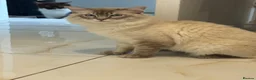 Ragdoll cats for stud: GCCF registered Ragdoll Stud  - Advert 5