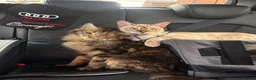 Bengal cats for sale: Snow boy  - Advert 1