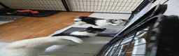 Siberian Husky dogs for sale: EBONY / ARYA SIBERIAN HUSKYS READY TO LEAVE  - Advert 34