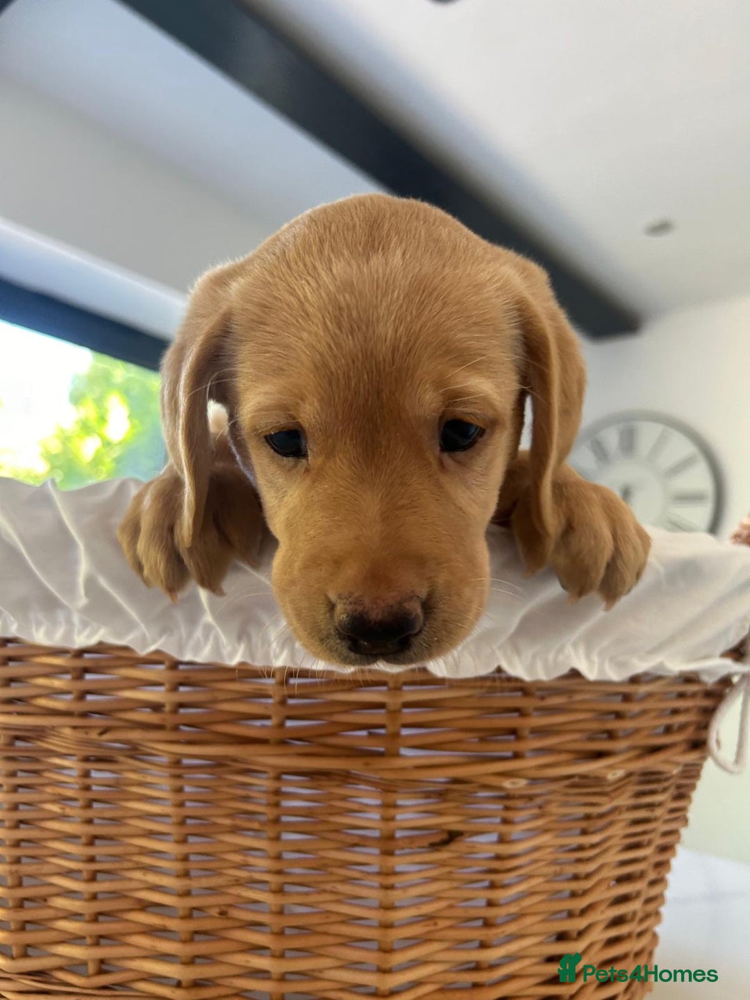 Labrador Retriever dogs for sale: Gorgeous Chunk Labrador Retriever Puppies - Image 5