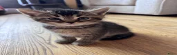 British Shorthair cats for sale: British shorthair kittens  - Advert 9