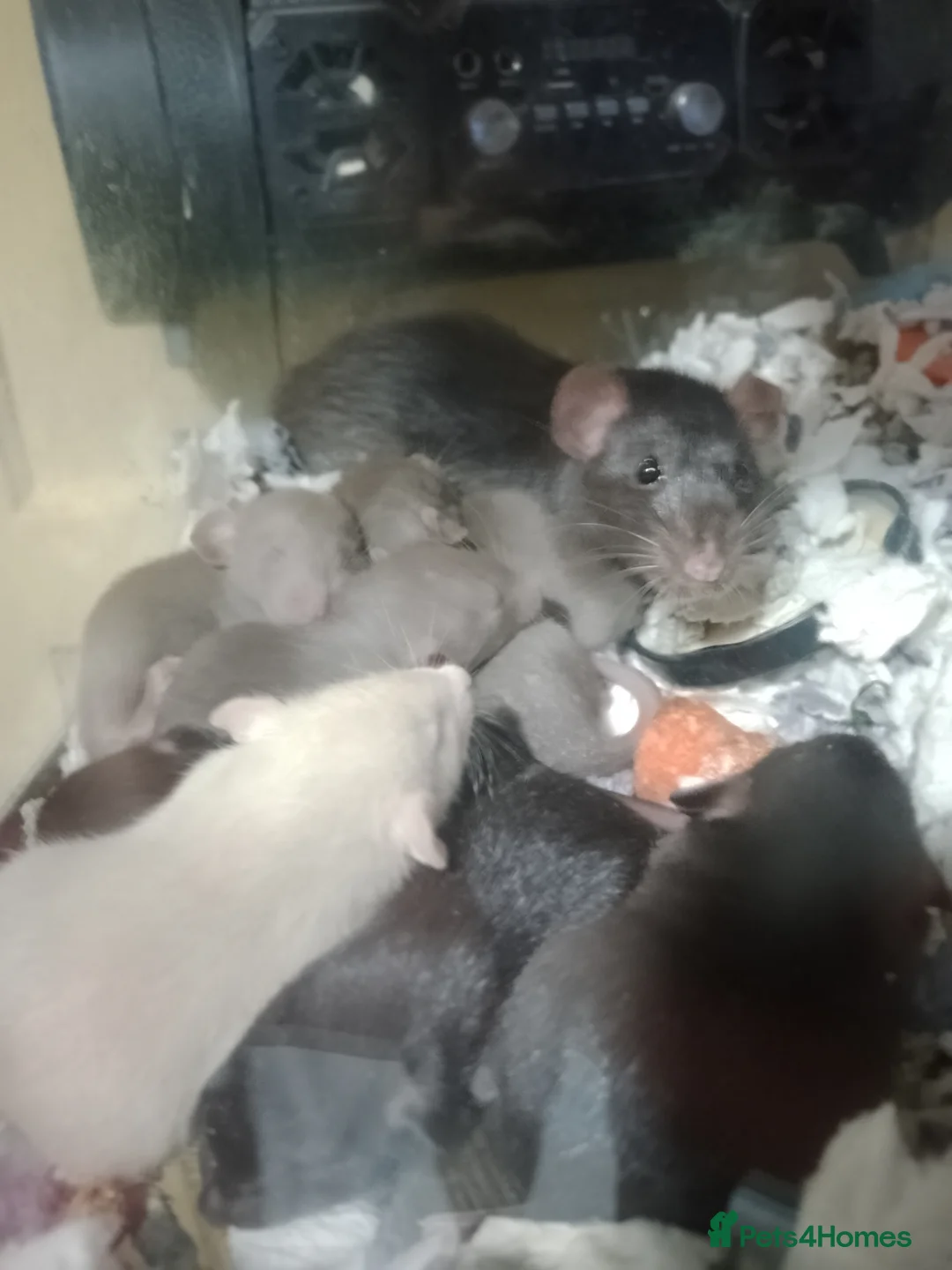 Rat rodents for sale: Dumbo baby rats for sale  - Advert 4