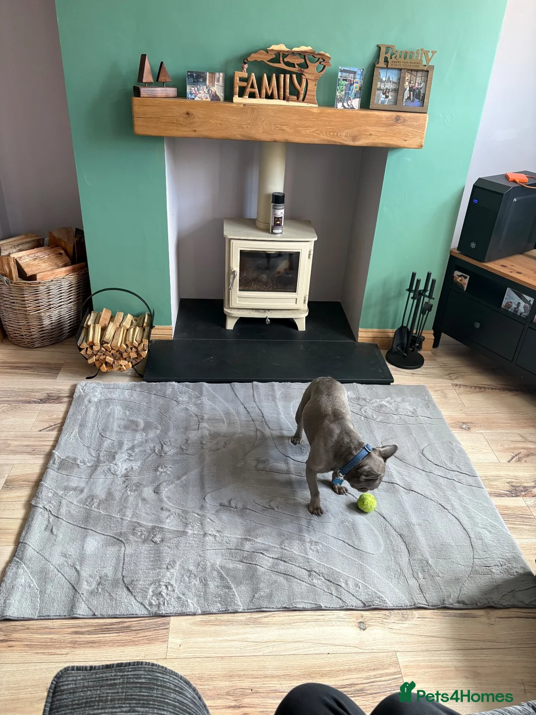 French Bulldog dogs for sale: Blue frenchie for sale in Manchester - Advert 2