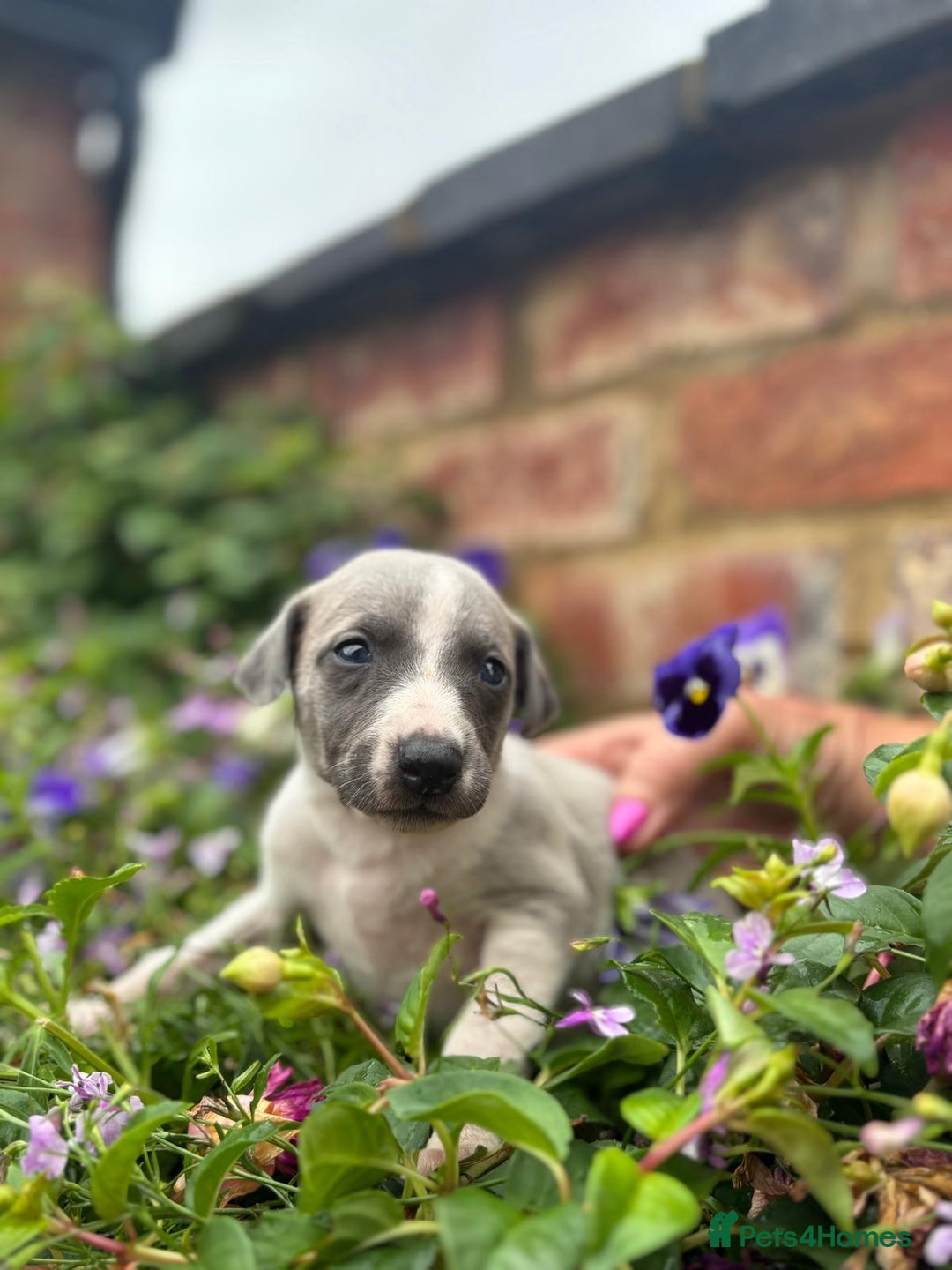 Whippet dogs for sale: Beautiful marked whippet puppies  - Image 3