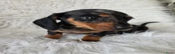 Miniature Dachshund dogs for sale: KC PRA CLEAR DAPPLE BOYS - Advert 19