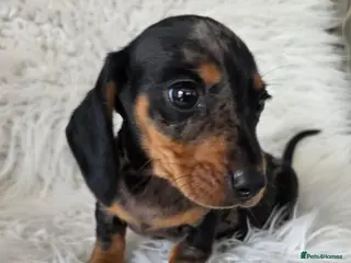 Miniature Dachshund dogs KC PRA CLEAR DAPPLE BOYS - Advert 4