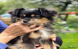 Mixed Breed dogs for adoption: 💖🐶 ELLA 🐶💖 - Image 19