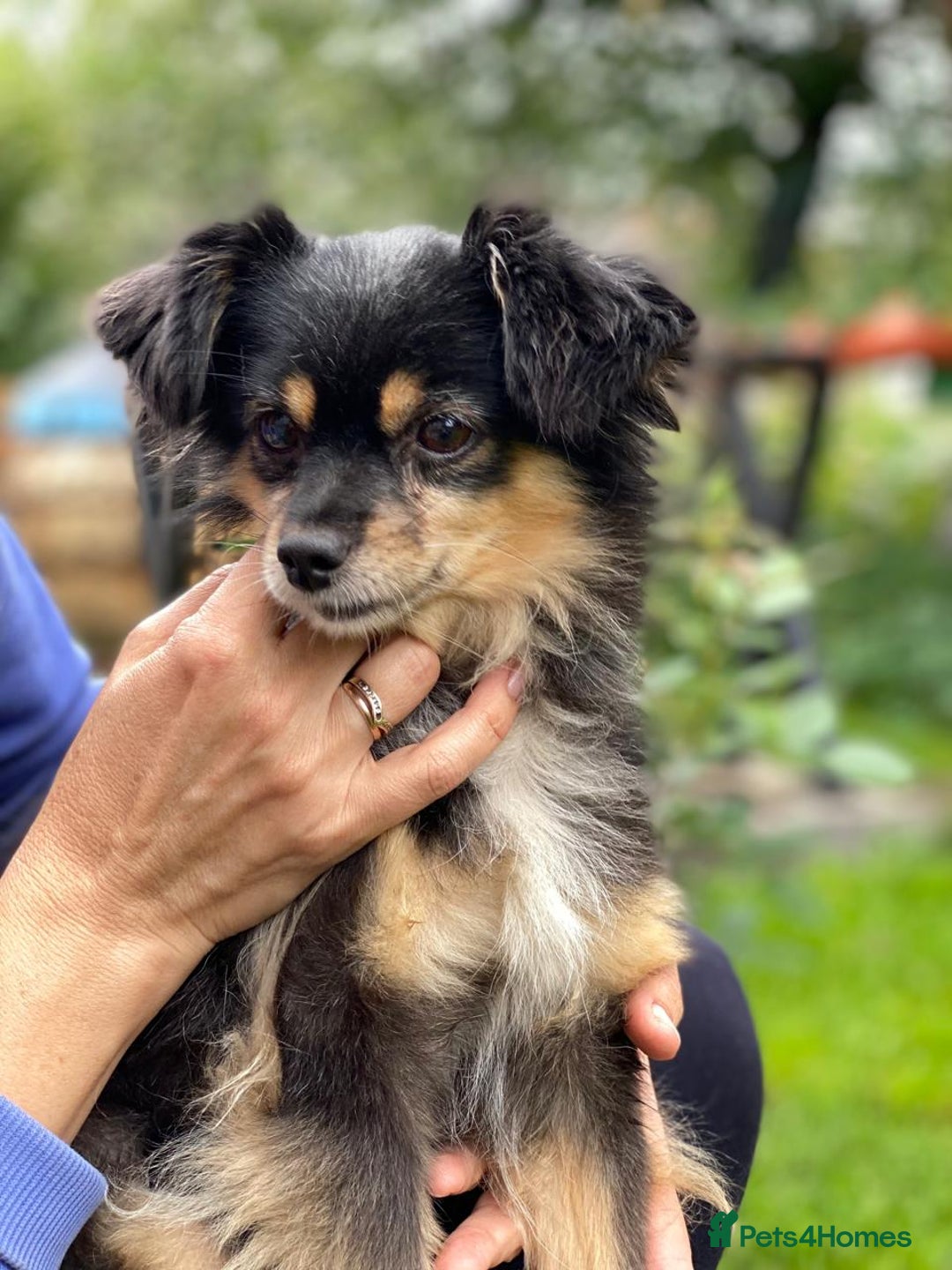 Mixed Breed dogs for adoption: 💖🐶 ELLA 🐶💖 - Image 19