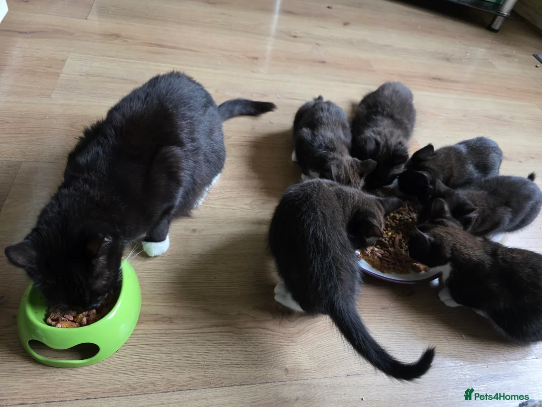 Mixed Breed cats for sale: Kittens for sale! - Advert 13