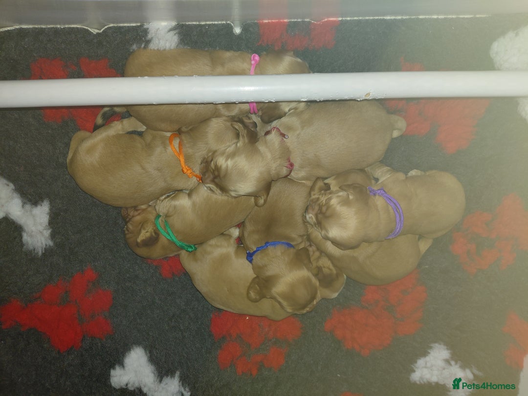 Cocker Spaniel dogs for sale: KC Golden Show Spaniels - Image 8