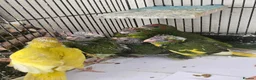 Mixed Breed birds for sale: Tame Kakariki and cockatiel chicks  - Advert 10