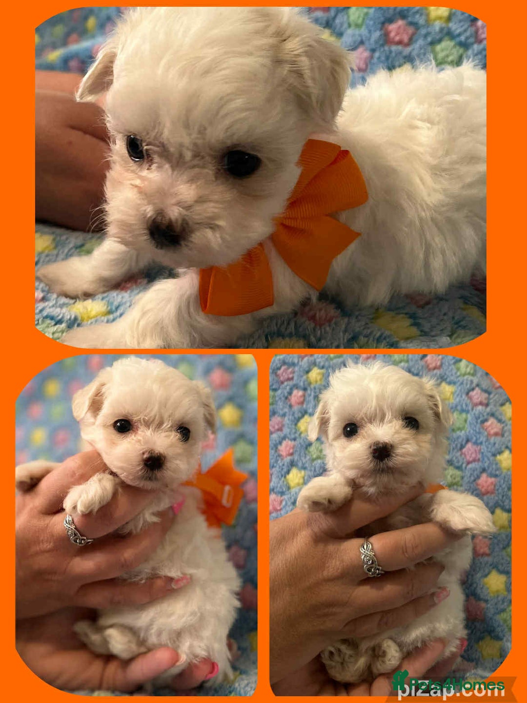 Maltese dogs for sale: Tiny kc registered maltese Korean boys  - Image 4