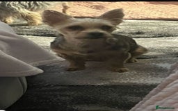 Yorkshire Terrier dogs for sale: 2 Yorkie pedigree boys  - Image 6