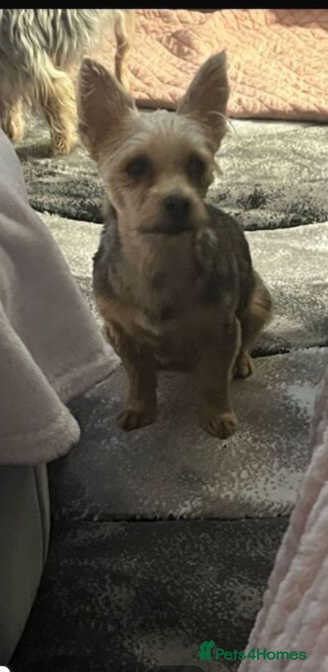 Yorkshire Terrier dogs for sale: 2 Yorkie pedigree boys  - Image 6