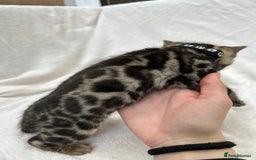 Bengal cats for sale: ❤️ GORGEOUS PURE BENGAL KITTENS ❤️ - Image 28