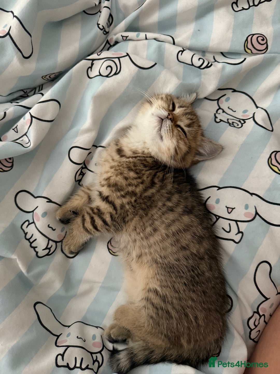 British Shorthair cats for sale: SOLD Sired by Champion FIFE dad -  Golden BSH - Image 31