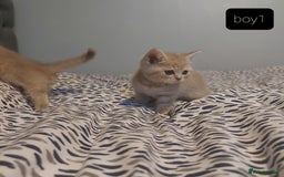 British Shorthair cats for sale: British shorthair kittens and scotish fold  - Image 5