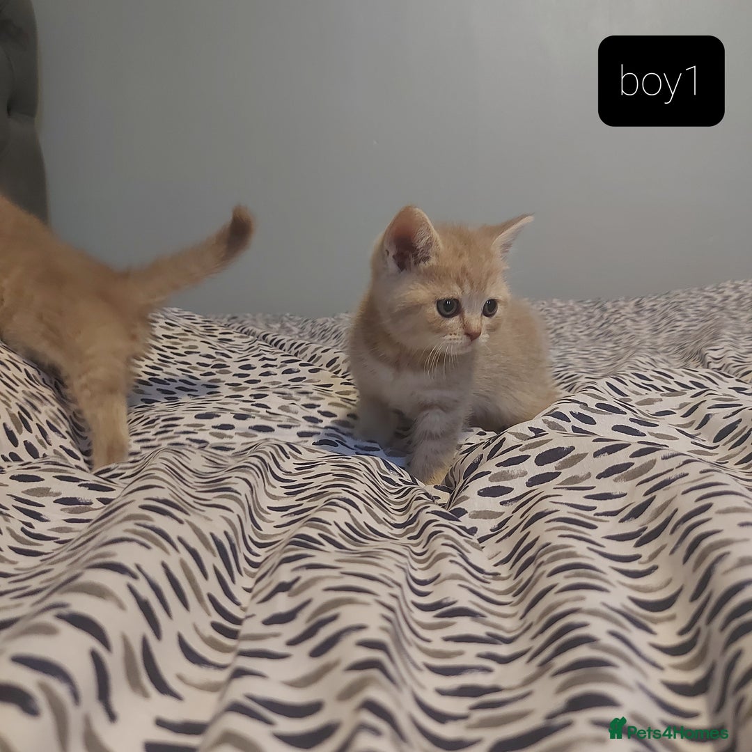 British Shorthair cats for sale: British shorthair kittens and scotish fold  - Image 5