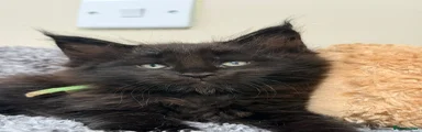 LUCIFER