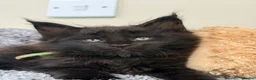 Maine Coon cats for sale: 6 Beautiful pedigree TICA reg Maine Coon kittens - Advert 19