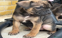 Mixed Breed dogs for sale: Bulldog/staffy pups  - Image 2