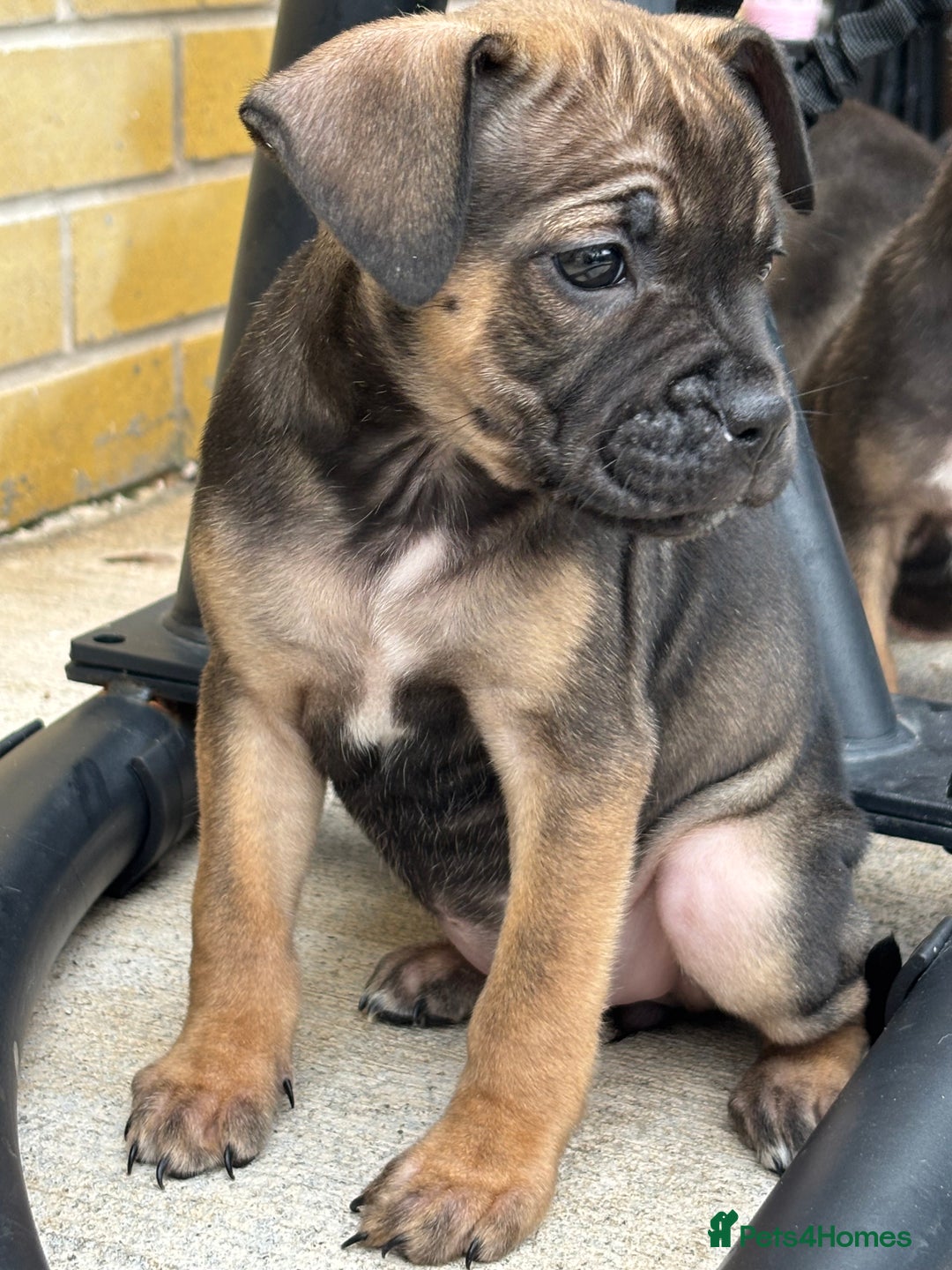 Mixed Breed dogs for sale: Bulldog/staffy pups  - Image 2
