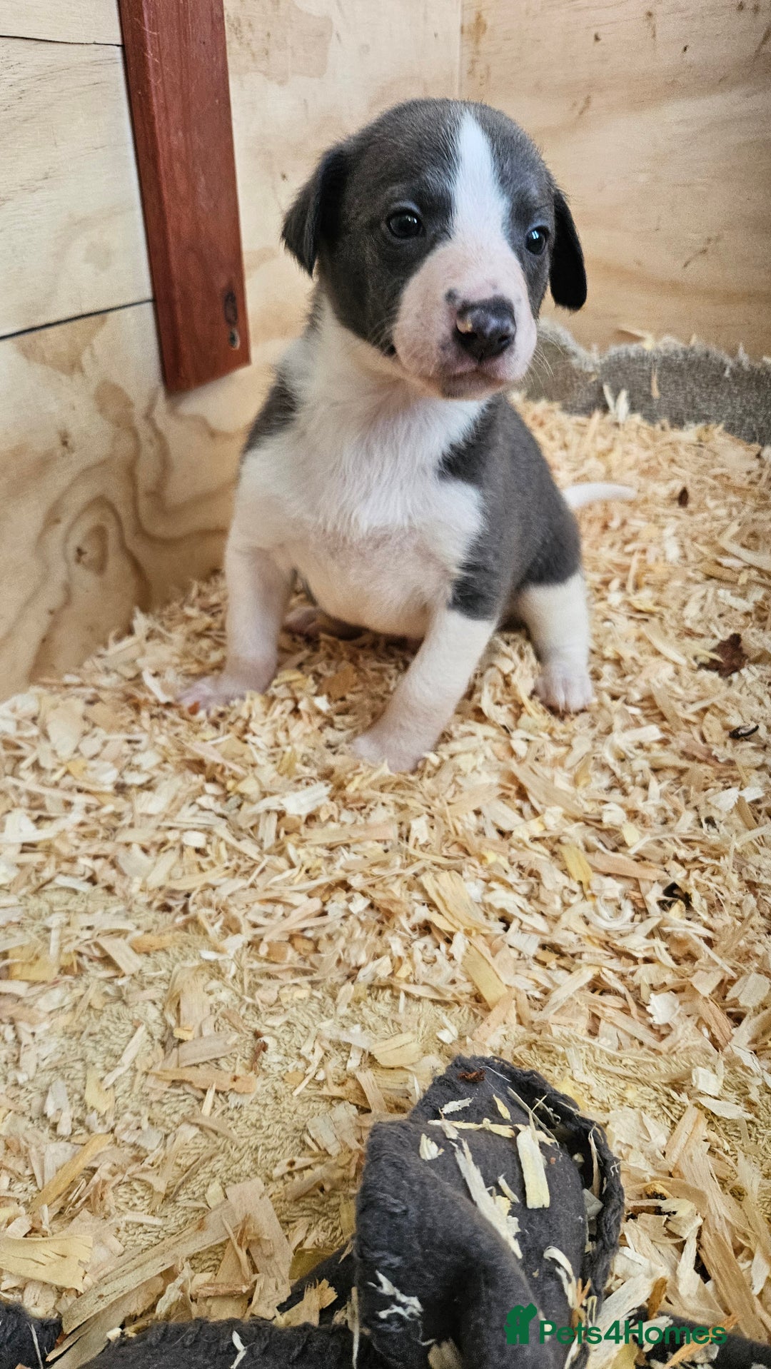 Whippet dogs for sale: KENNEL CLUB WHIPPETS  - Advert 6