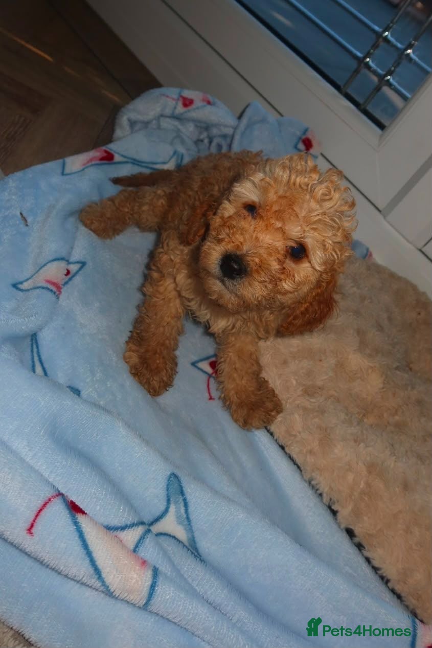 Cockapoo dogs Cockapoo puppies  - Advert 4