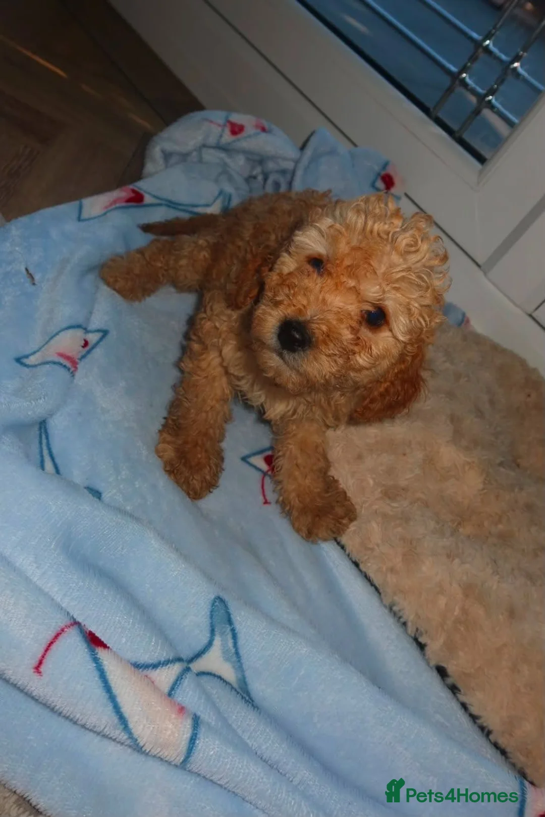 Cockapoo dogs for sale: Cockapoo puppies  in Staines - Advert 2