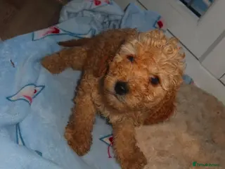 Cockapoo dogs Cockapoo puppies - Advert 4