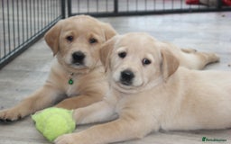 Goldador dogs for sale: Beautiful Goldador Puppies in Garndolbenmaen - Image 24